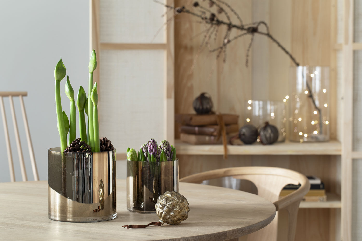 amaryllis i potte amaryllis i potte